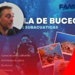 BUCEO COMODORO