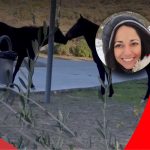 yanina comet