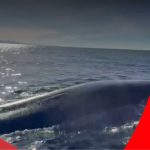 ballena chubut