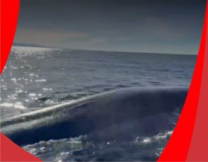 ballena chubut