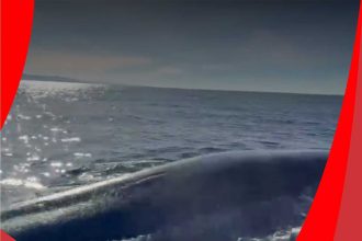 ballena chubut