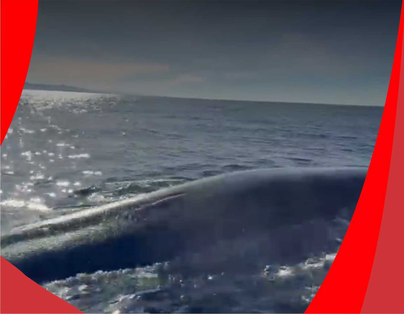 ballena chubut