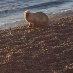 LOBITO COMODORO