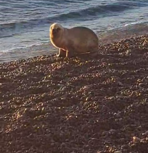 LOBITO COMODORO
