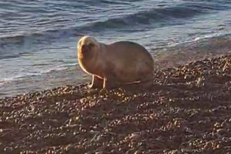 LOBITO COMODORO