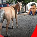 CABALLOS SUELTOS