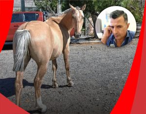CABALLOS SUELTOS