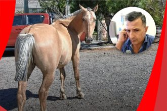 CABALLOS SUELTOS